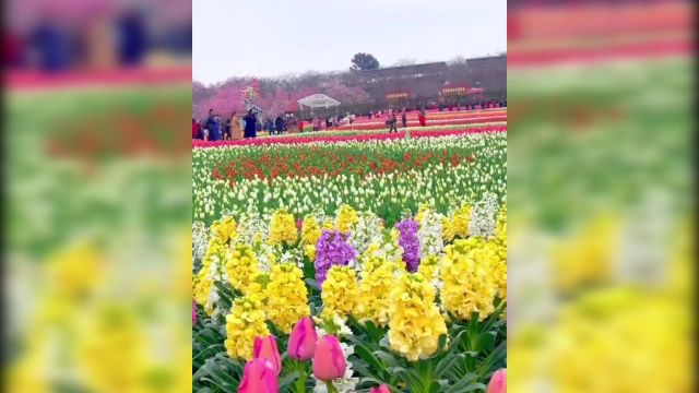 花开四月,郁金香花海醉人芳菲