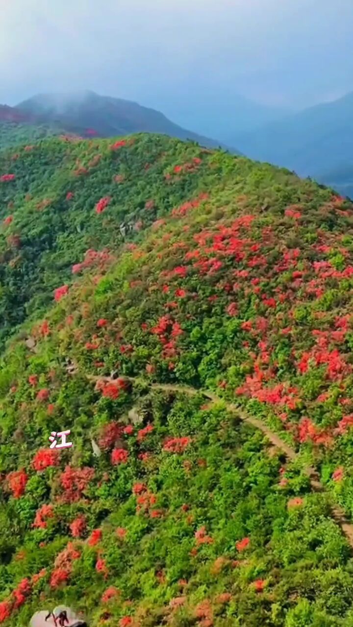 不会还有人不知道江西省省花,省歌吧杜鹃花