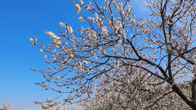 枣庄市峄城区: 春日游 杏花吹满头