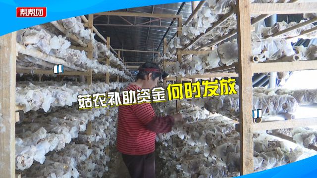 贷款种植食用菌 补助资金却迟迟未发放?村民急坏:要用来还贷