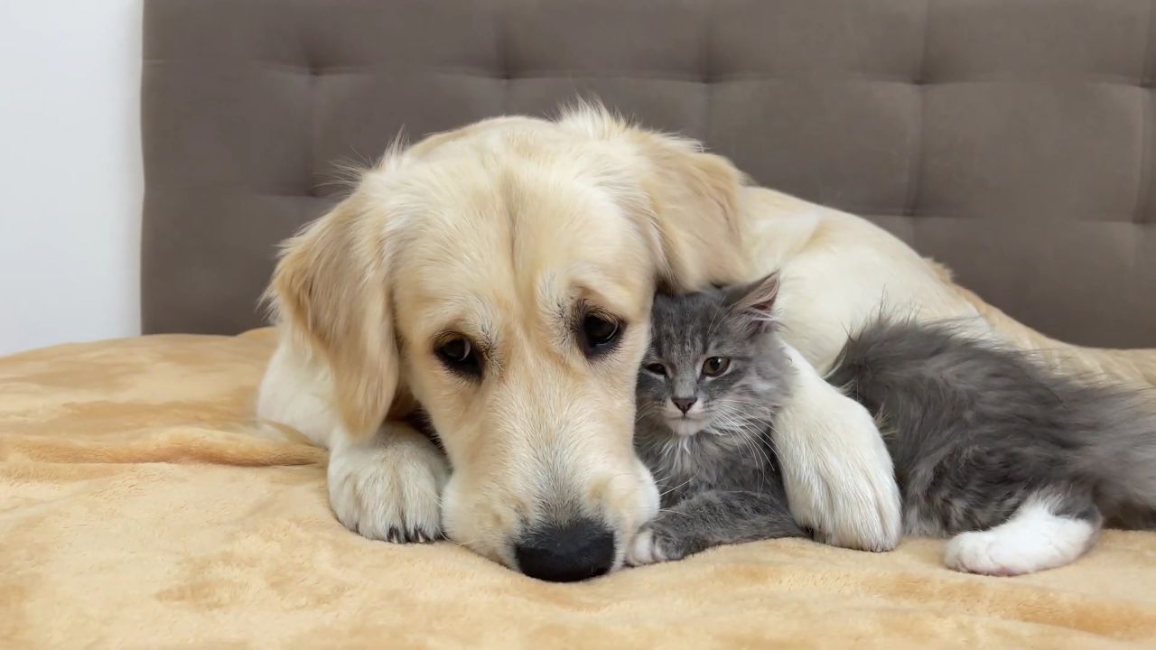 金毛和小猫如何一部一步成为最好的朋友