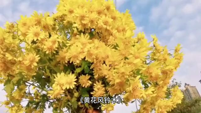 黄花风铃木