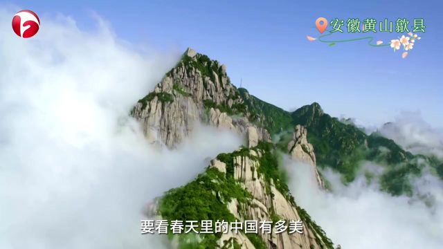 百里山水画廊,两岸春花怒放.安徽黄山地区一幢幢粉墙黛瓦的徽派古民居依山而建,沿江而立,点缀在青山绿水之间,宛若一幅流动的山水画卷!