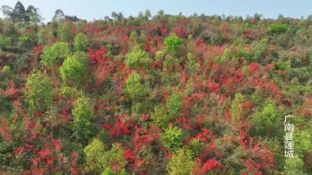 新华社客户端报道文山广南:春意正浓 映山红层林尽染