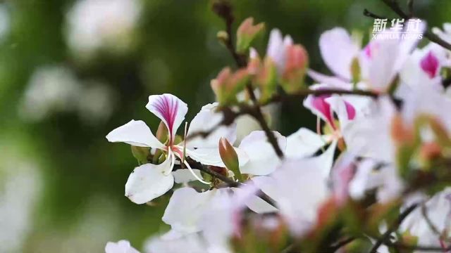 千城胜景丨云南施甸:野生白露满山坡 繁花似雪比琼华