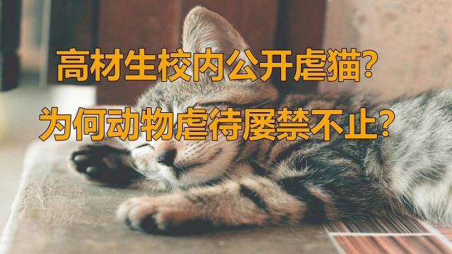 高材生校内公开虐猫?为何动物虐待屡禁不止?