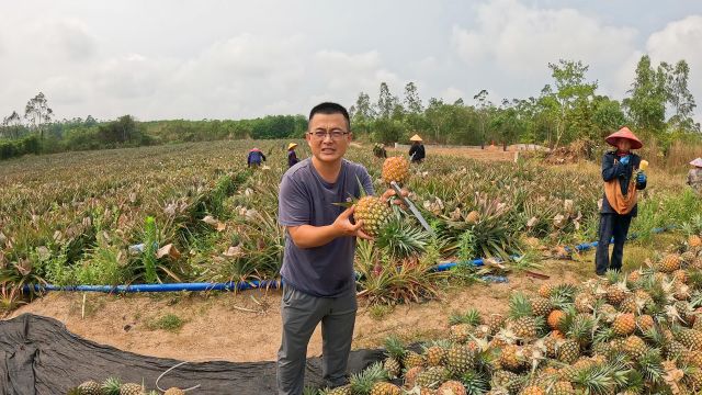 4月份的凤梨甜到爆,渔夫依然缺货卖,太火爆了