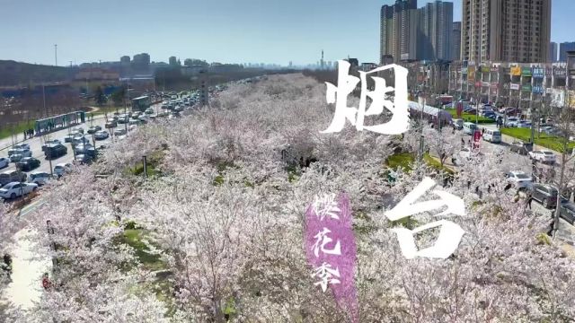 2024烟台龙湖国际海岸樱花节攻略来了,快速码住!