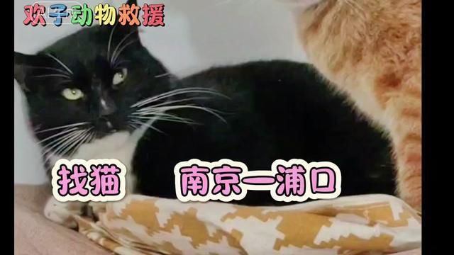 #找猫 #就是这么巧 #寻猫