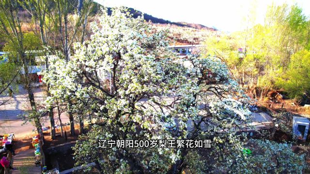 辽宁朝阳500年梨树王繁花如雪,30米高全貌之美令人震撼