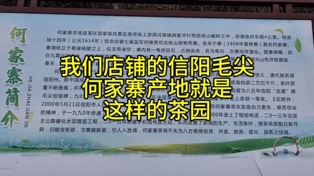 信阳毛尖?核心产区何家寨的高山茶园上树龄的,而且价格还不贵