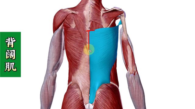 【背阔肌】3D解剖——承上启下!肩背腰痛、肩胛下角痛的重要肌肉!4个方面全方位讲解——天下明医平台简灵奇针尹振汉讲解