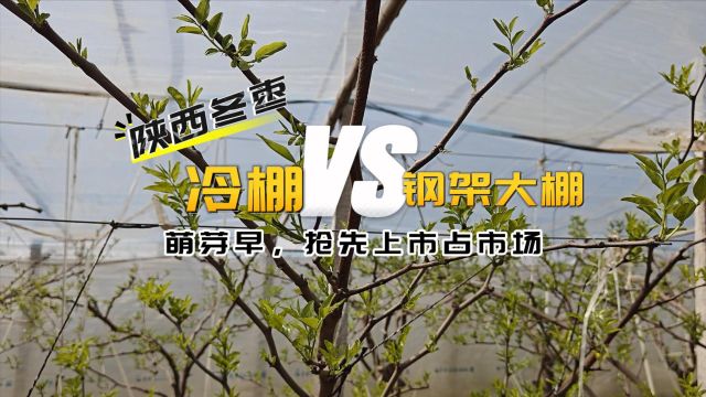 水溶肥厂家陕西大荔县冷棚冬枣使用拉姆拉水溶肥,萌芽整齐,达到8个叶片,已经现蕾