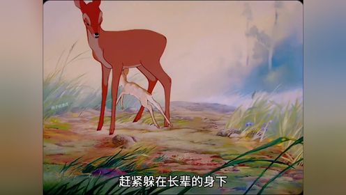 动画《小鹿斑比》，小鹿一步步成长为鹿王的故事2