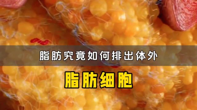 你知道脂肪是如何排出体外的吗?看完这个视频你就明白了