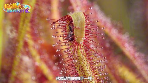 超级镜头：寻找奇怪的植物——为什么食虫植物能捕食昆虫？