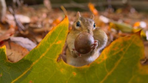 鼠道难：一只花栗鼠想要在森林里存活一年有多难？