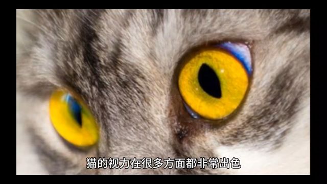 猫的视力这么好,最多能看多远?