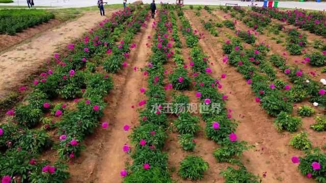 航拍扬州芍药园,飞入五彩斑斓的扬花世界