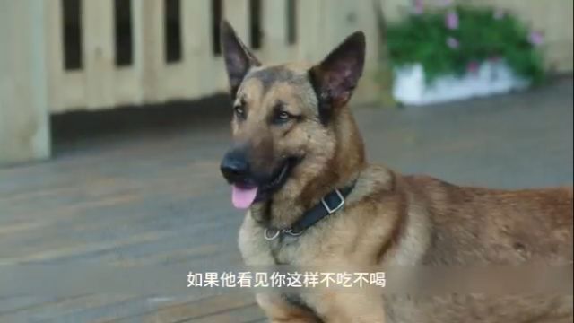 警犬来啦