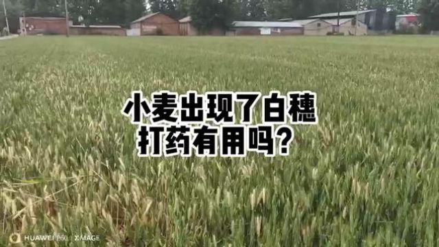 #分享农业知识帮农民增产增收 #农业人话农业 2024