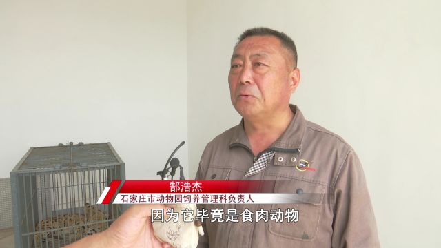 石家庄鹿泉:野生薮猫再现身 林业部门成功捕获