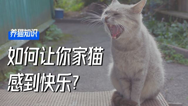 让猫咪感到快乐的办法,赶紧收藏!