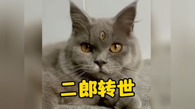 那些长相怪异的猫咪,来看看哪个最奇怪? #搞笑