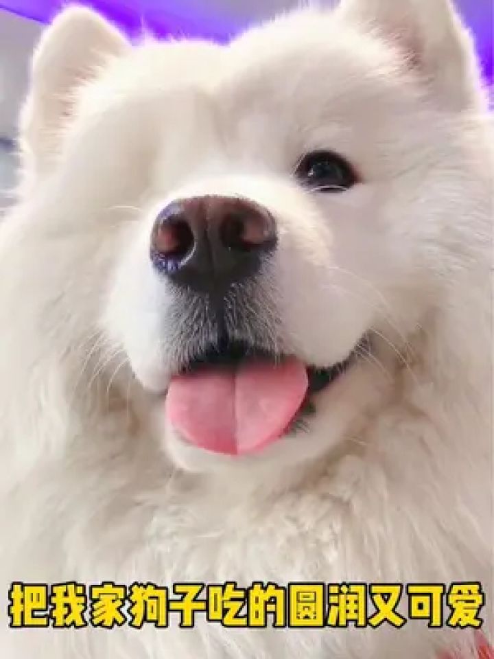 想要狗狗养的好,维生素片不可少,效果真的嘎嘎好,趁活动可以多囤点#萌