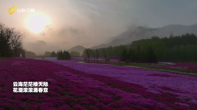 昆嵛山下,云海翻涌,花潮绚烂.雨后的昆嵛山有多美,一起探索天地间的绝美邂逅!云海花海