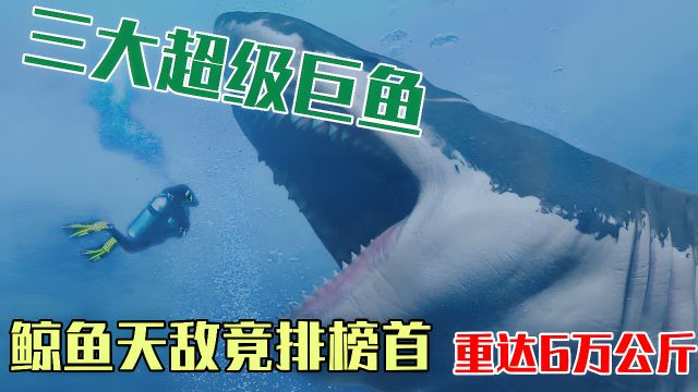 揭秘巨鱼榜单:大白鲨竟屈居第三?榜首重达60吨!