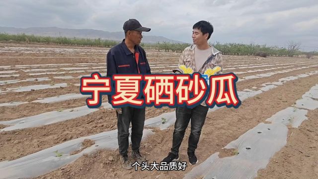 水溶肥厂家宁夏鲁大哥硒砂瓜用夫沃施沃叶水溶肥系列,收购商一眼就看上,瓜大均匀,毛色亮,叶片不早衰,5亩地装车30多吨.