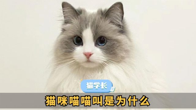 小知识:分析猫咪喵喵叫!