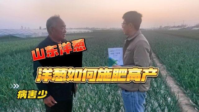 磷酸二氢钾厂家山东鱼台洋葱使用伯示麦磷酸二氢钾,叶片嫩绿肥厚,产量高,无病害