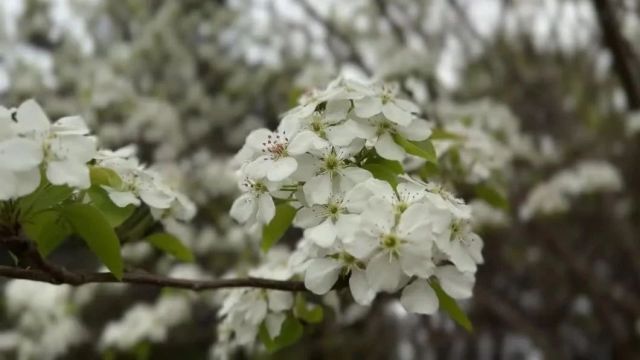 家门口赏花,很出片!五一赏花来长春市动植物公园吧!