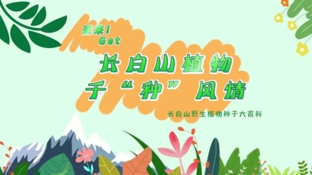 探秘!长白山植物千“种”风情~东北红豆杉