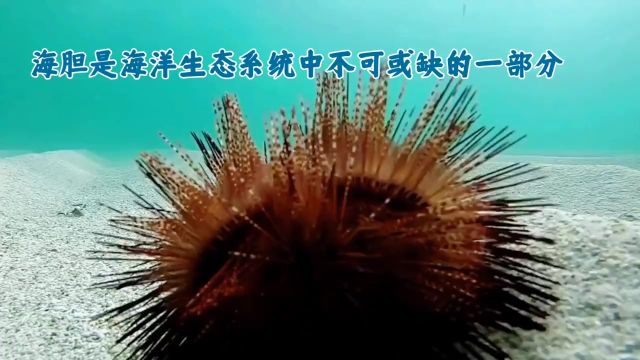 海胆又被称作海底蝗虫,属于对海底环境有害的生物