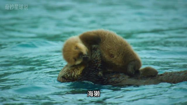 海獭:吃不胖的大胃王