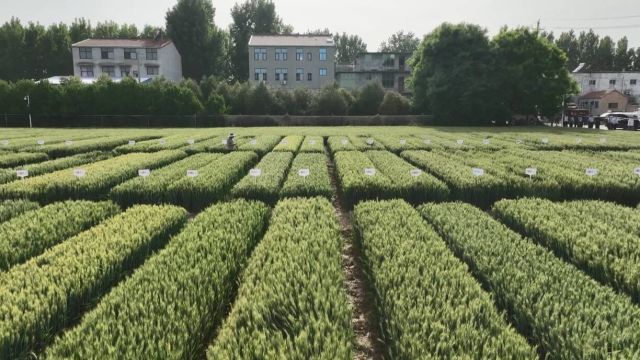 东明:铸造农业“芯片” 抓好小麦新品种扩繁