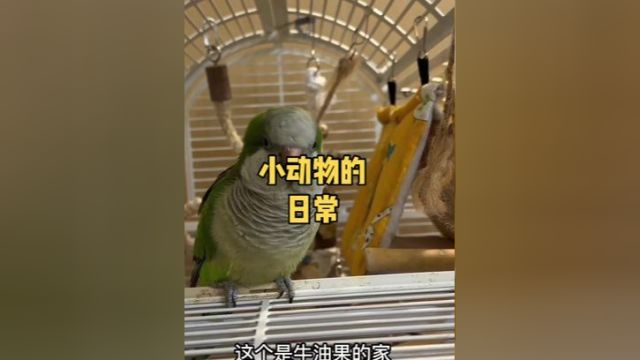 巴西龟:我终于有家了!!