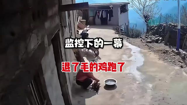  男子把鸡扔进热水里褪毛,随即发生的一幕让人意外