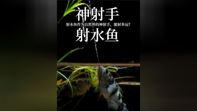 1 .射水鱼:自然界“神射手”