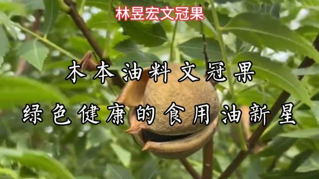 木本油料文冠果:绿色健康的食用油新星