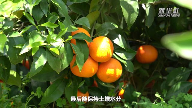 云南宾川:“以草治草”助推果园提质增效