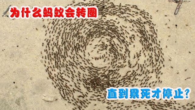 为什么蚂蚁群会转圈,风吹不动雨打不断?它们不累吗?