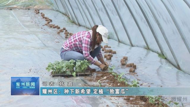 种下新希望 定植“致富瓜”