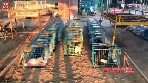 总台报道有反馈：江苏沛县对问题宠物市场停业整顿 立案调查