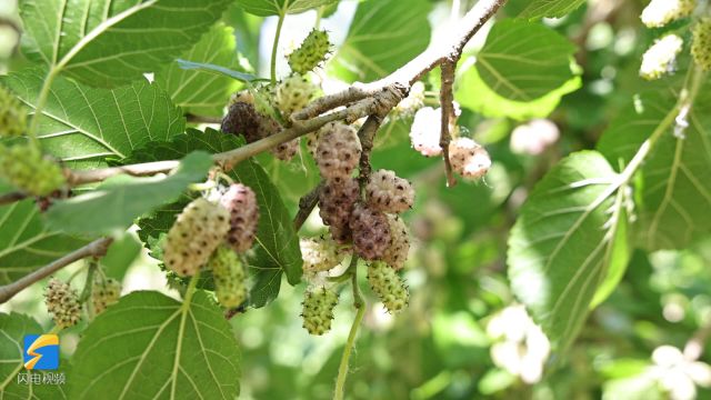 小椹果视角打开第十七届夏津黄河故道椹果生态文化节