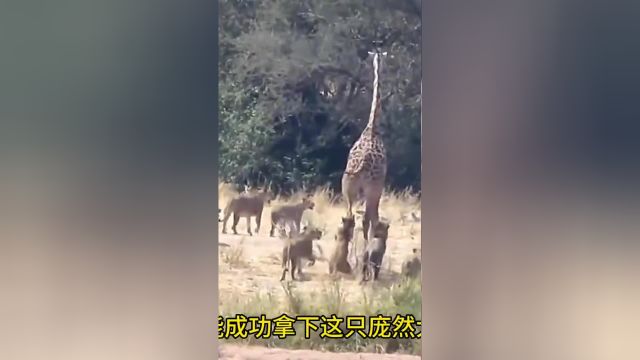 狮群捕猎长颈鹿,通过长时间对峙,长颈鹿失去平衡倒下了#野生动物零距离#动物世界#弱肉强食的动物世界#狮子#长颈鹿