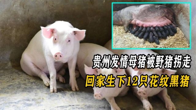 贵州发情母猪意外走丢,回家生下12只花纹黑猪,专家:违法犯罪!